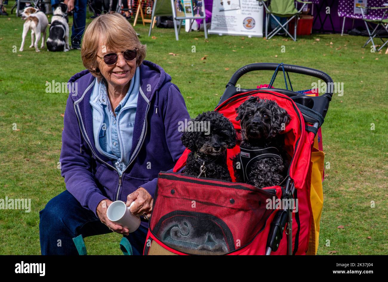 Follifoot, near Harrogate, North Yorkshire, 25th September 2022. The Follifoot Dog Festival where dog lovers were able to show off their beloved pets today. Teddy and Jack posing from their pram. Picture Credit: ernesto rogata/Alamy Live News Stock Photo