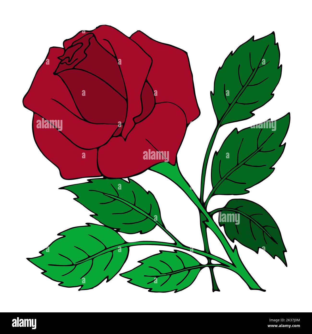 drawing red rose closeup, design, color graphics, illustration Stock Photo Alamy