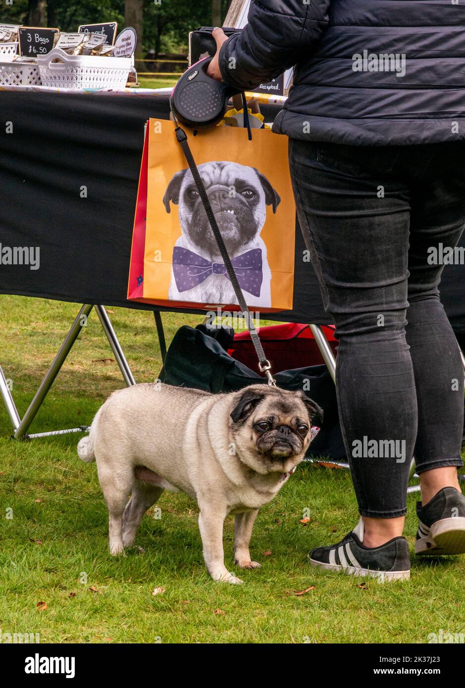 Follifoot, near Harrogate, North Yorkshire, 25th September 2022. The Follifoot Dog Festival where dog lovers were able to show off their beloved pets today. Pug Jess with a lookalike on a carrier bag! Picture Credit: ernesto rogata/Alamy Live News Stock Photo