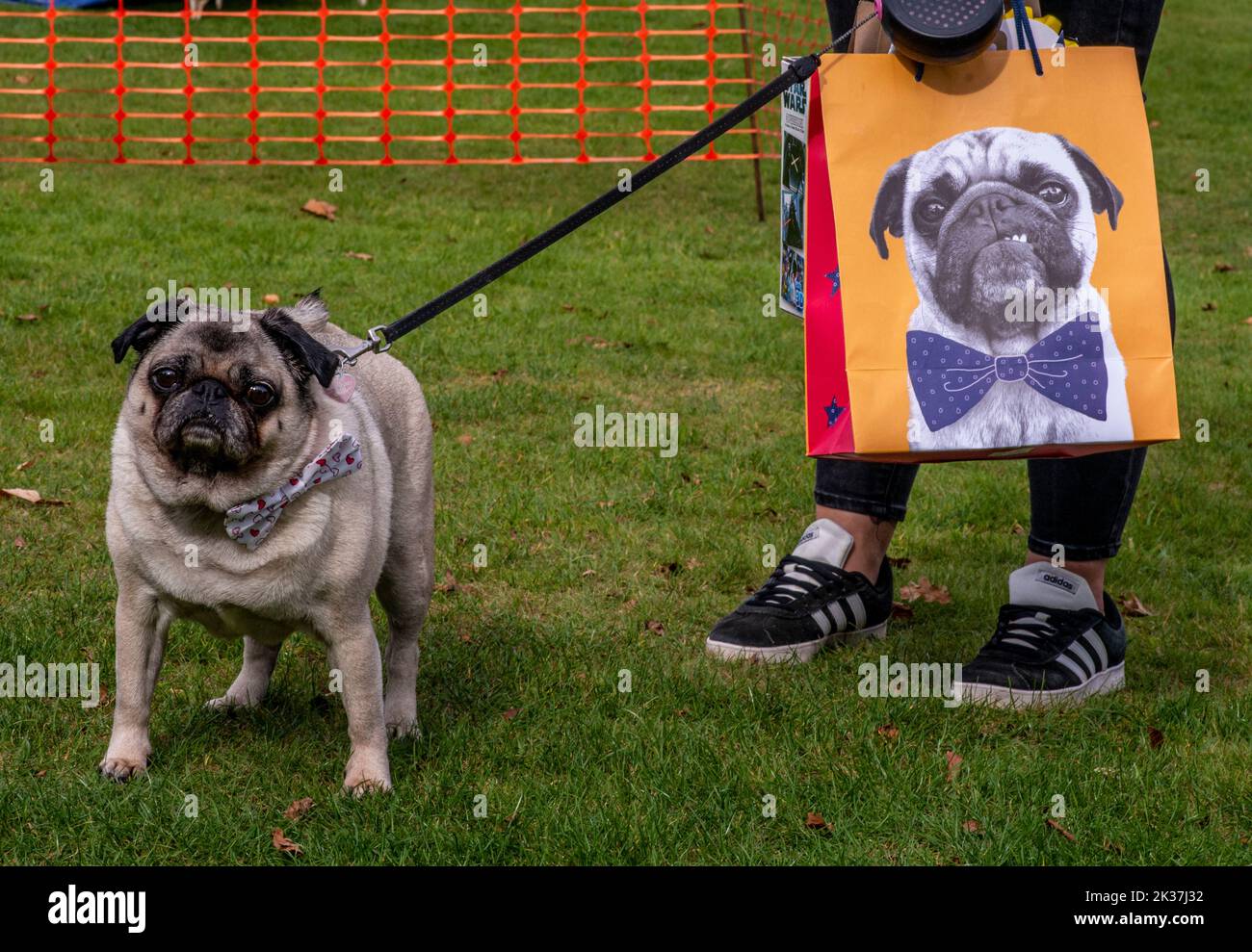 Follifoot, near Harrogate, North Yorkshire, 25th September 2022. The Follifoot Dog Festival where dog lovers were able to show off their beloved pets today. Pug Jess with a lookalike on a carrier bag! Picture Credit: ernesto rogata/Alamy Live News Stock Photo