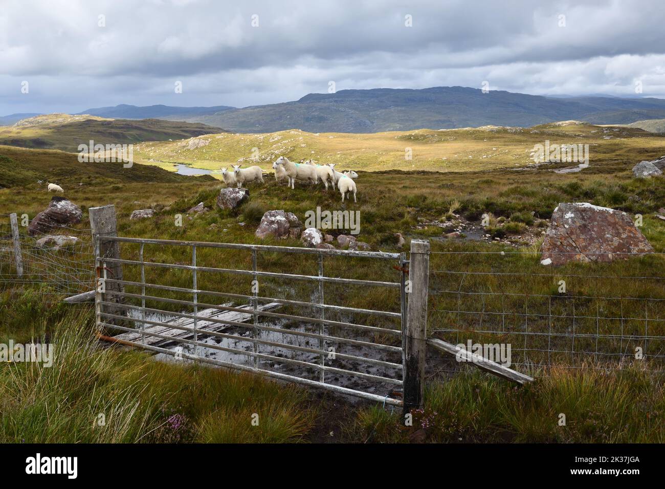 Sheep grazing on high ground in the barren landscape of Highland region in Scotland. Stock Photo