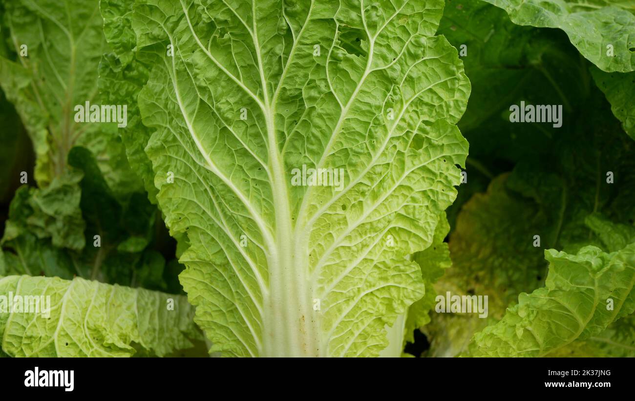 Napa cabbage field leaf green Brassica rapa pekinensis Chinese Beijing China cole crops white East Asian cuisine detail close-up, farm farming garden Stock Photo