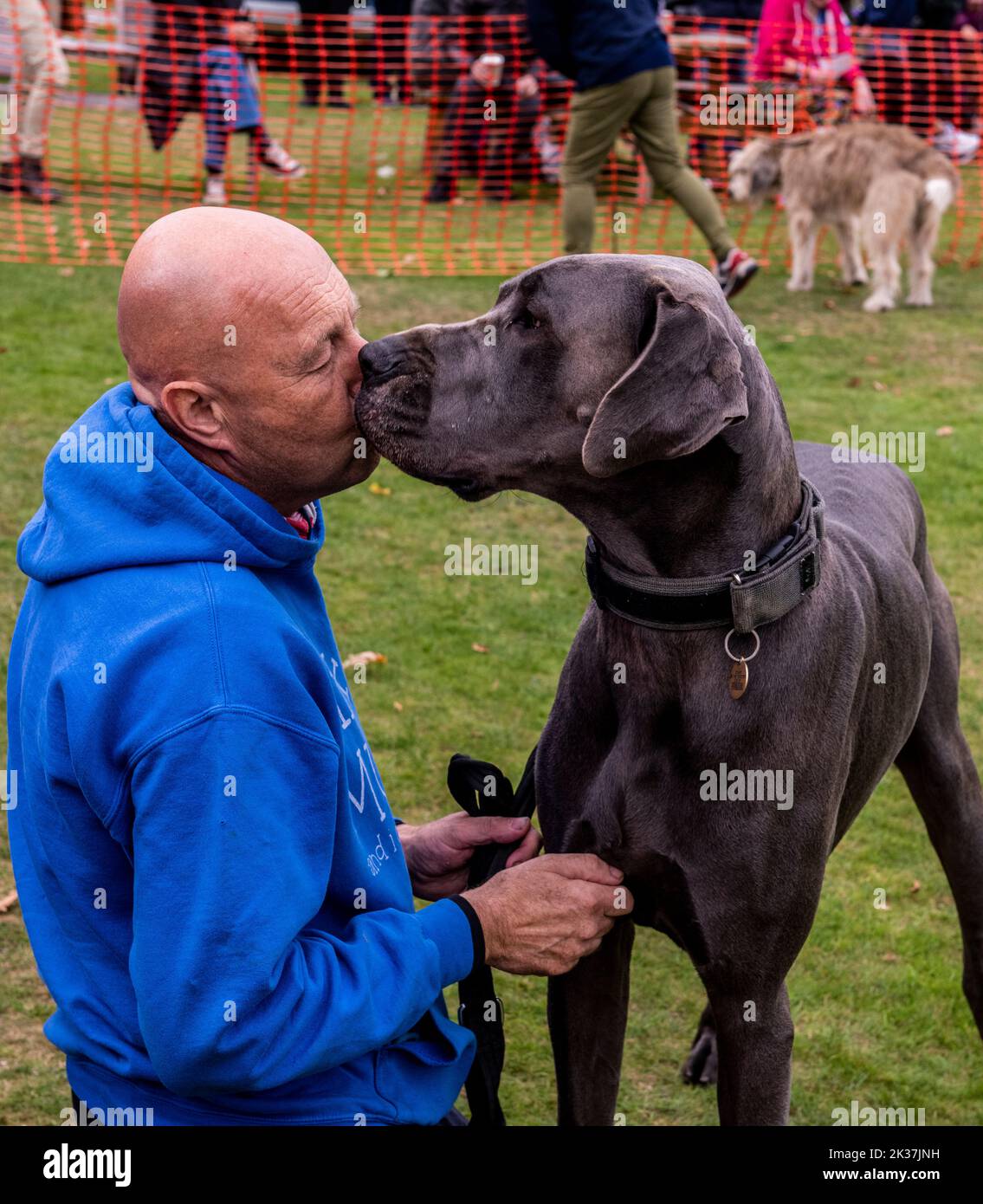 Follifoot, near Harrogate, North Yorkshire, 25th September 2022. The Follifoot Dog Festival where dog lovers were able to show off their beloved pets today. A great dane giving his owner a kiss. Picture Credit: ernesto rogata/Alamy Live News Stock Photo