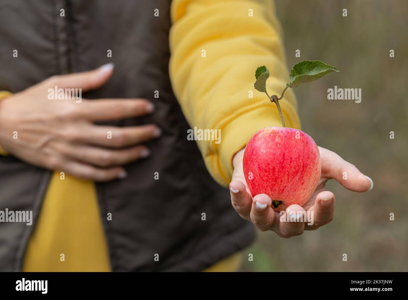 Hand holding red apple wood hi-res stock photography and images - Alamy