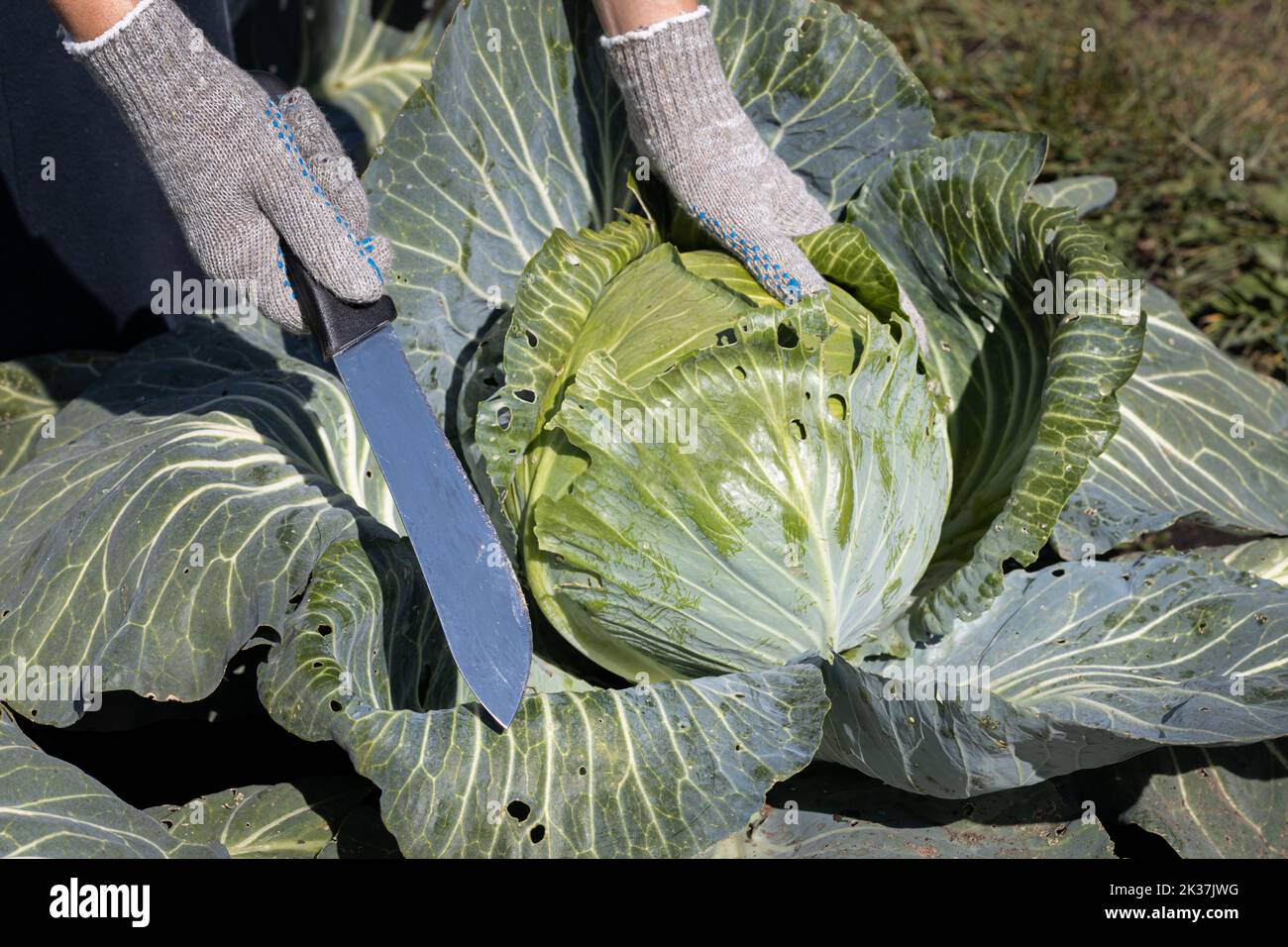a farmer cuts a head of cabbage with a knife. farmer harvesting cabbage