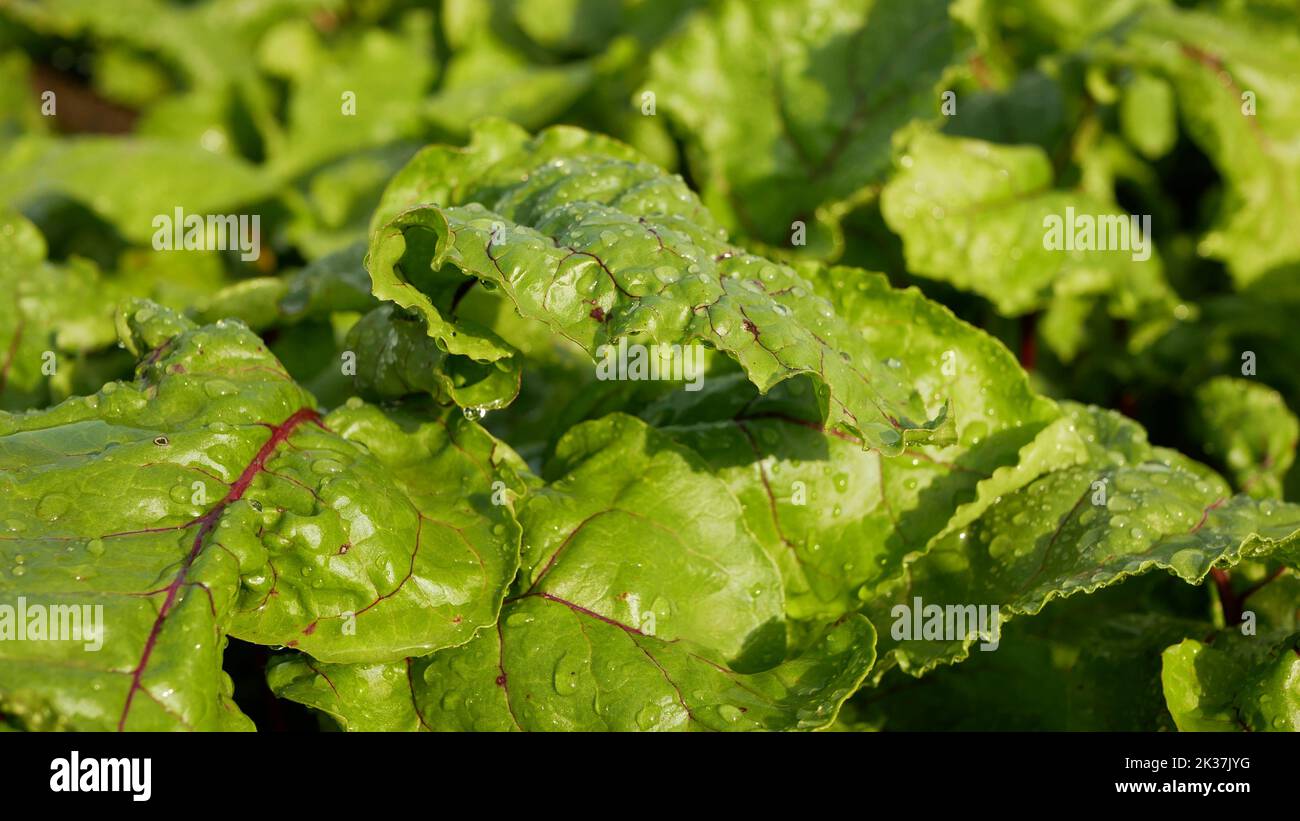 Bio Beetroot red Beta vulgaris leaves with raindrops beet burpees