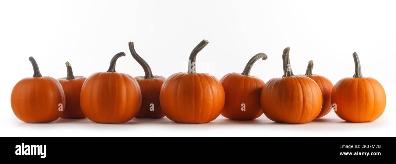 Many orange pumpkins in a row isolated on white background, Halloween day celebration concept, autumn harvest Stock Photo