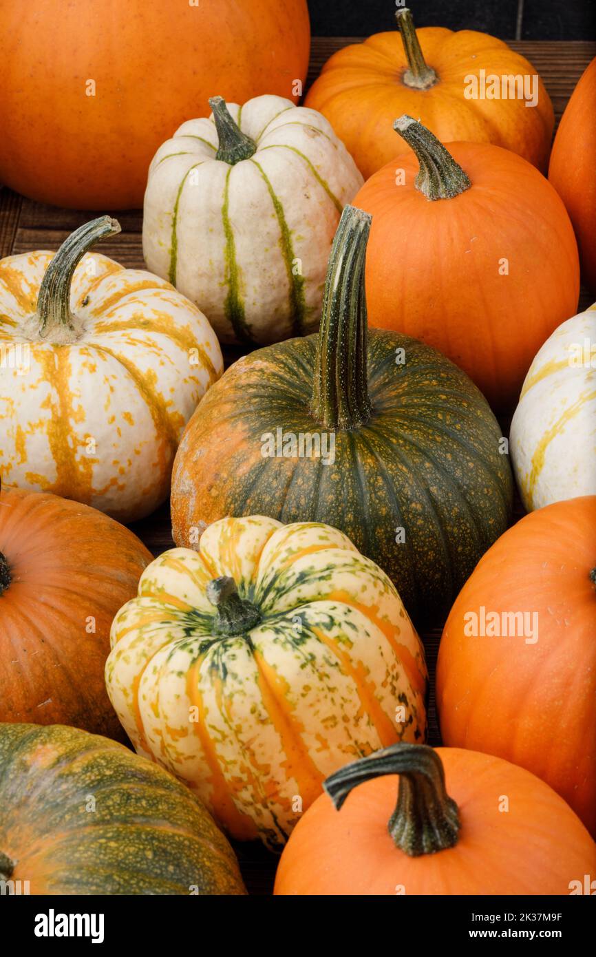Many various pumpkins background, Halloween or Thanksgiving day concept Stock Photo