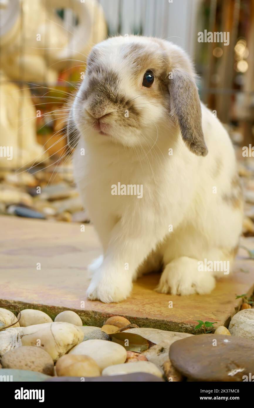A beautiful shot of a rabbit sitting on the rocks Stock Photo - Alamy