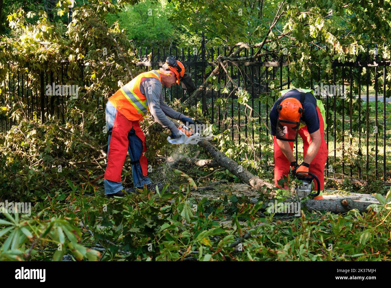 Halifax, Nova Scotia, Canada. September 25th, 2022. The post Hurricane Fiona clean up starts on the streets of Halifax. With thousands of trees down city workers are hard at work to clean up some of the major damage at the Halifax Public Gardens. Credit: meanderingemu/Alamy Live News Stock Photo