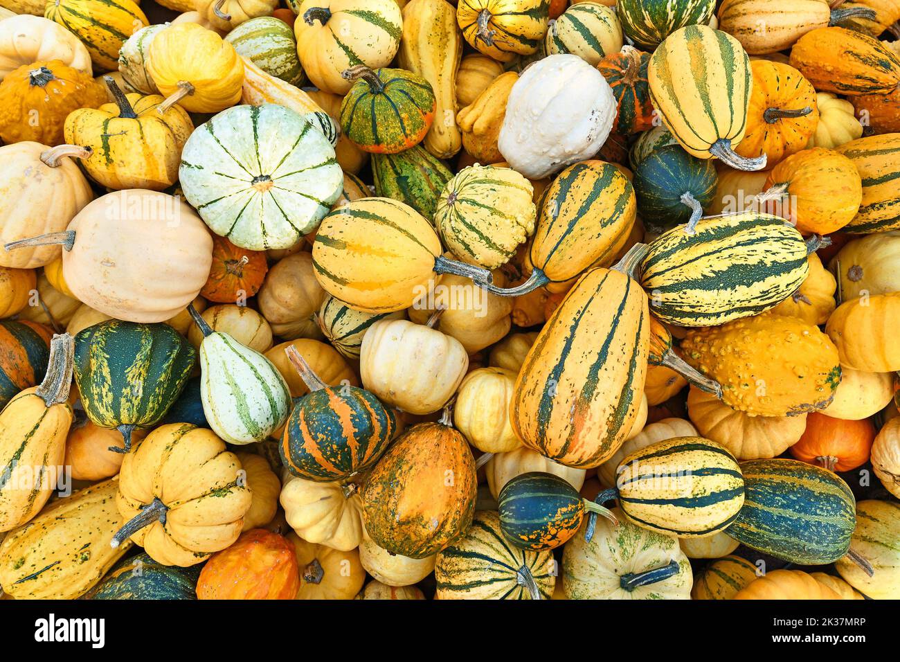 Top view of m different ornamental gourds and pumpkins Stock Photo