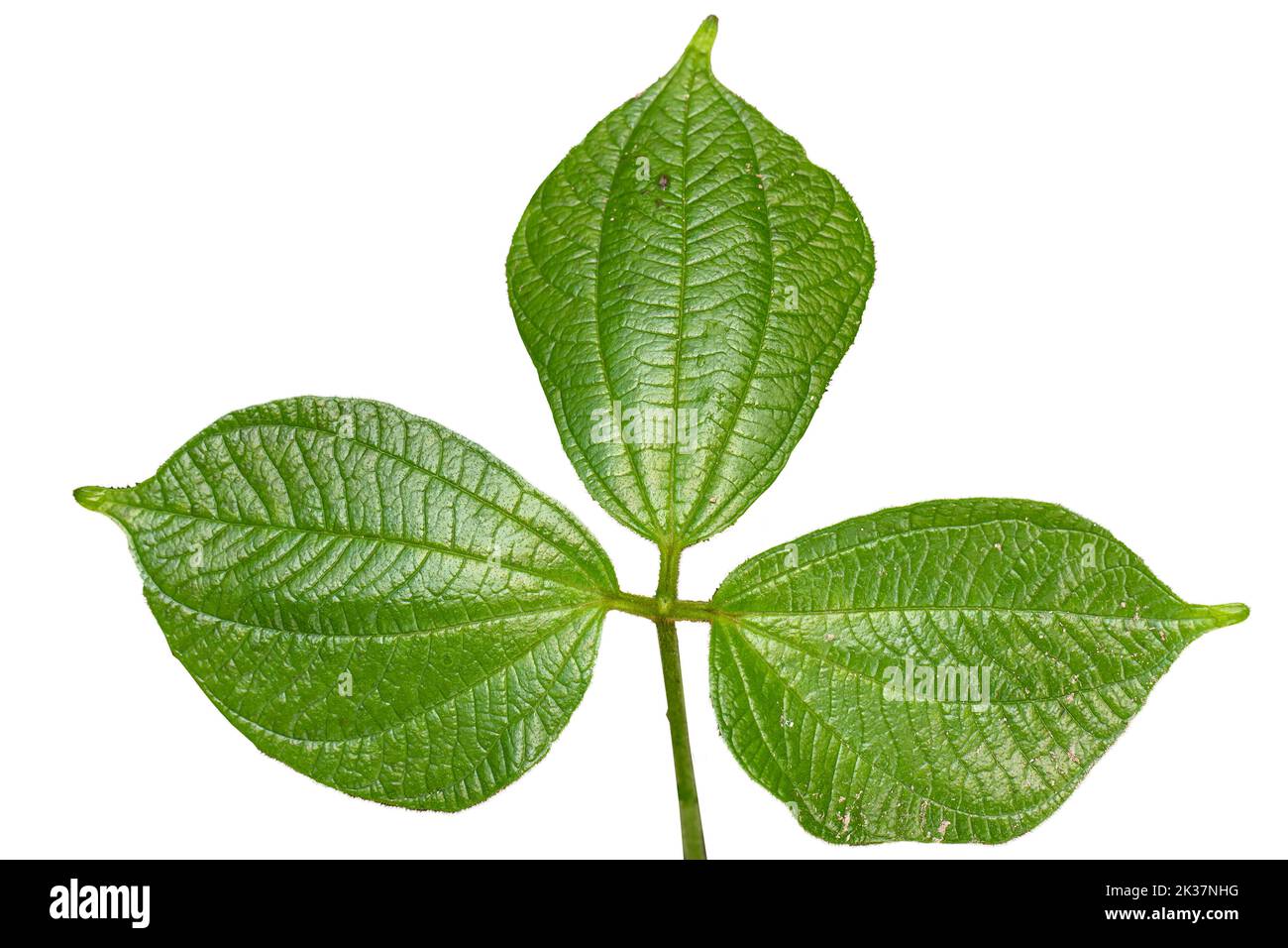 Close up of green heart-shaped Asiatic bitter yam leaf with detailed leaf outline, isolated on a white background Stock Photo