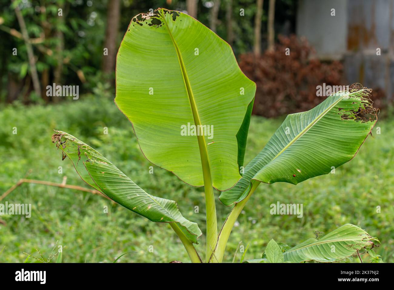 Green broad-leaved banana shoots whose leaf tips are eaten by caterpillars so that they have holes, the background of the green leaves is blurry Stock Photo