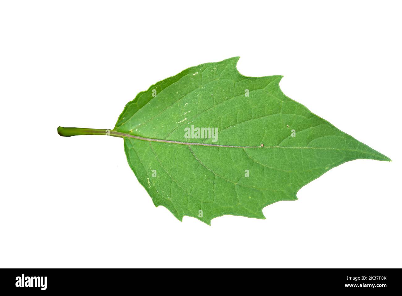 Close up of green ground cherry leaves with jagged edges with detailed leaf outline, isolated on a white background Stock Photo