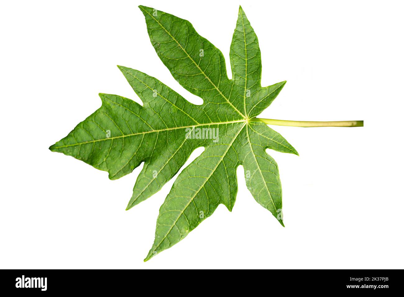 Close up of green Papaya leaf with jagged edges with detailed leaf