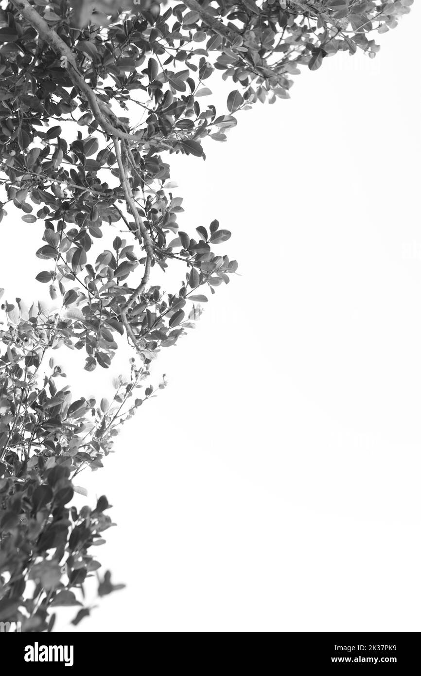 Clear sky colors Black and White Stock Photos & Images - Alamy