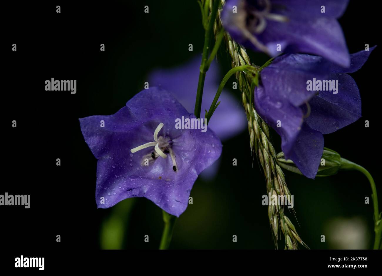 A purple flower in the garden with blurred background Stock Photo - Alamy