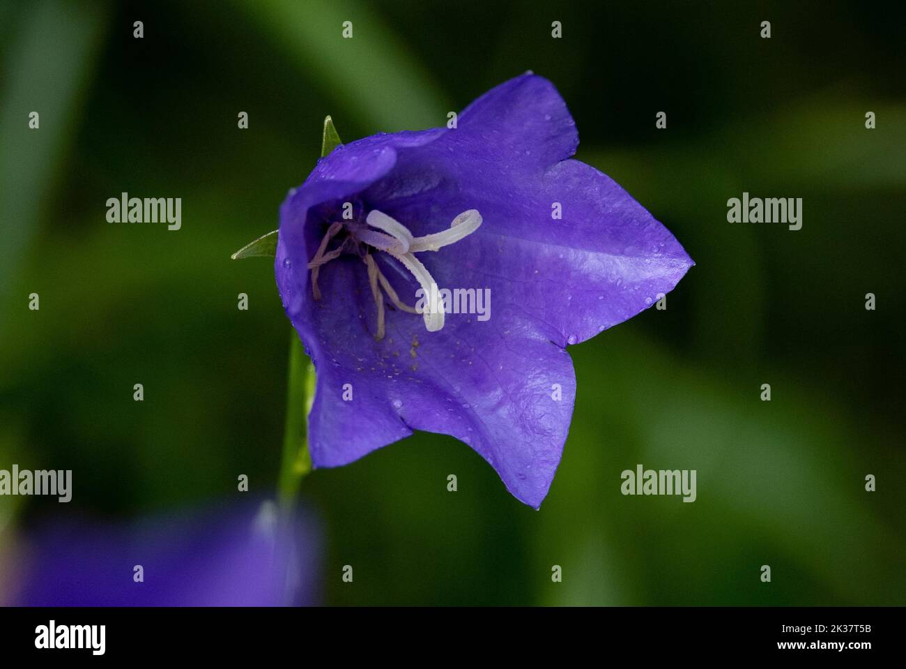A purple flower in the garden with blurred background Stock Photo - Alamy