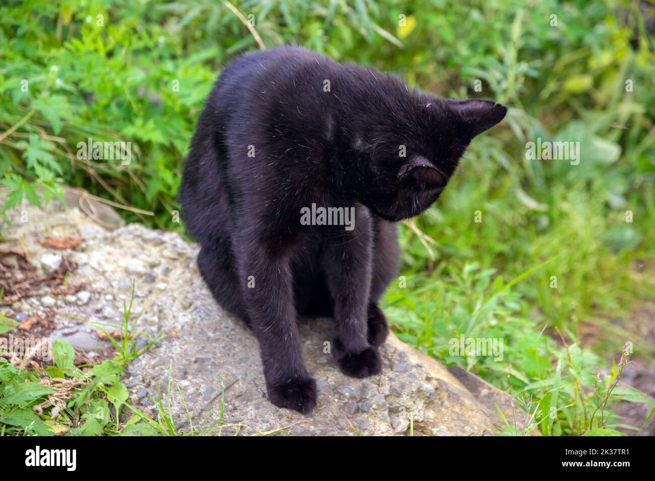 Black stray cat outdoor portrait. Selective focus. Stock Photo