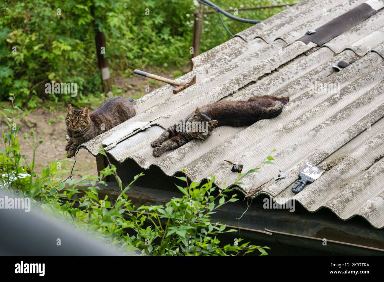 Two cats sleep on roof on sunny day. Stock Photo