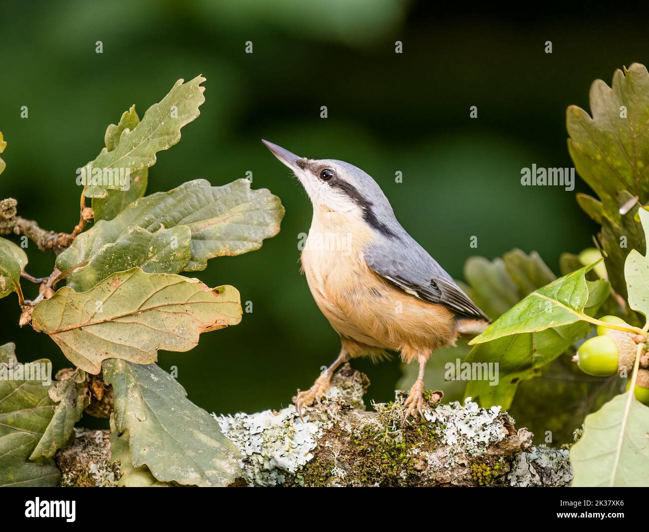 A european nuthatch in autumn in mid Wales Stock Photo