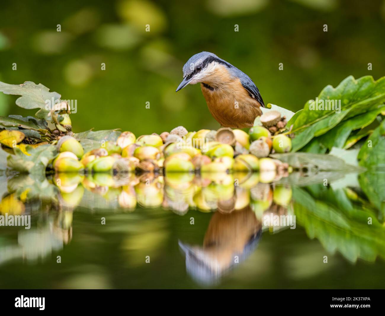 A european nuthatch in autumn in mid Wales Stock Photo