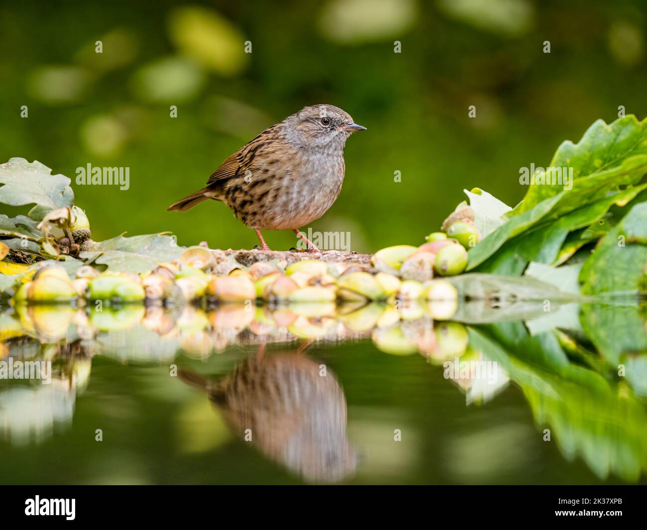 A dunnock in autumn in mid Wales Stock Photo