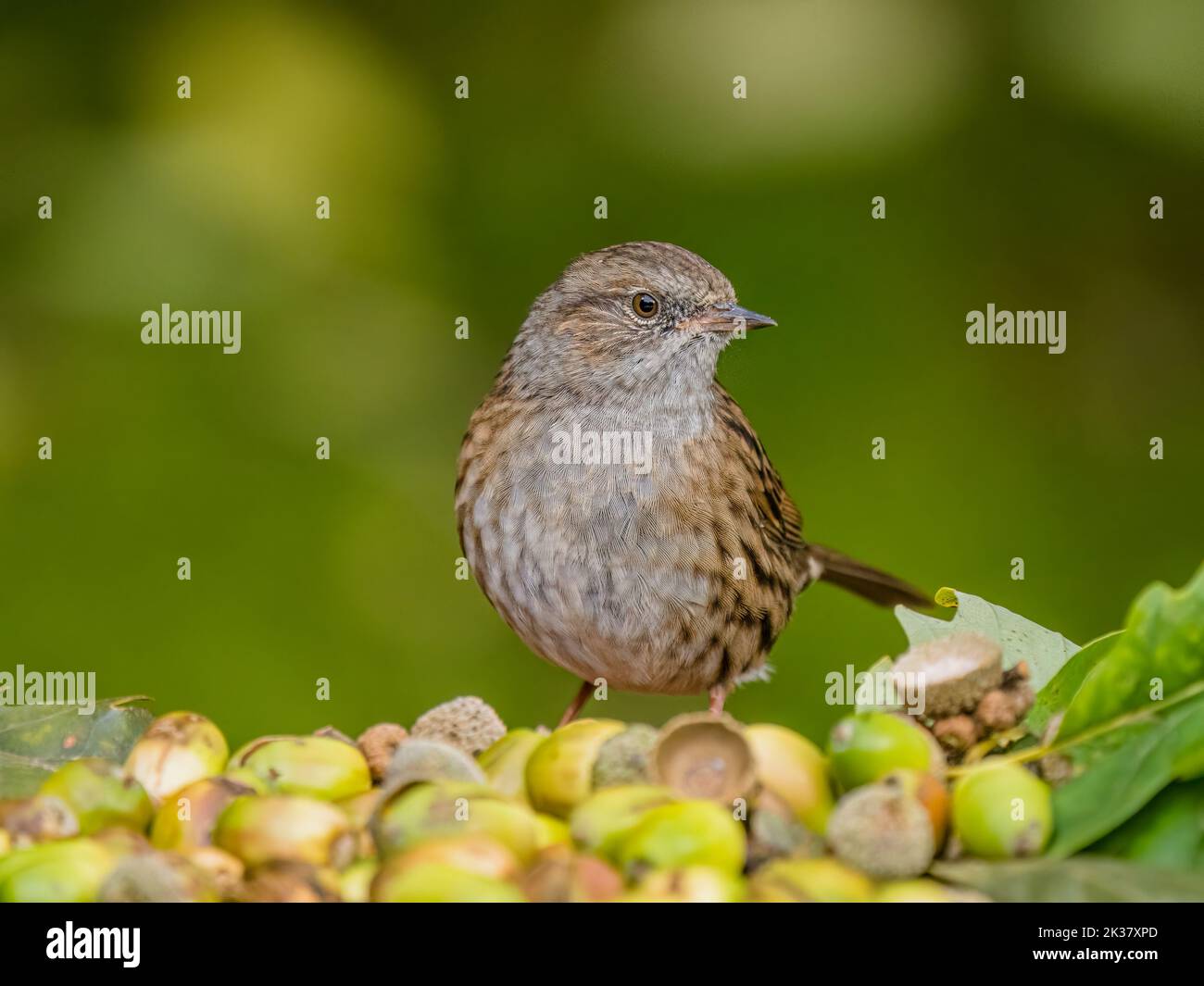 A dunnock in autumn in mid Wales Stock Photo