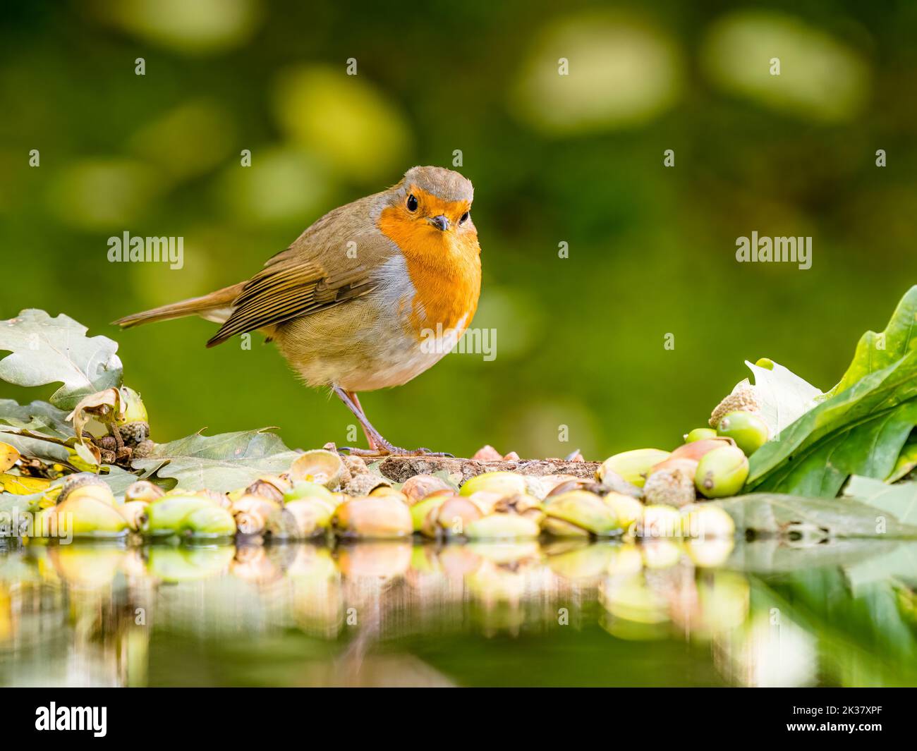 A robin in autumn in mid Wales Stock Photo
