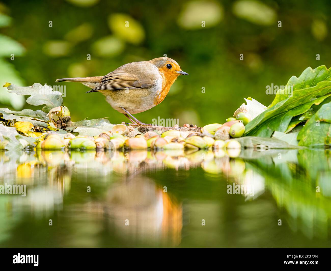 A robin in autumn in mid Wales Stock Photo