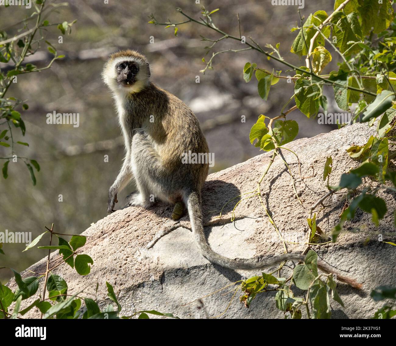 An alert female Vervet Monkey keeps watch on her playful juvenile playing with other boisterous youngsters. Vervet spend more time on the ground Stock Photo