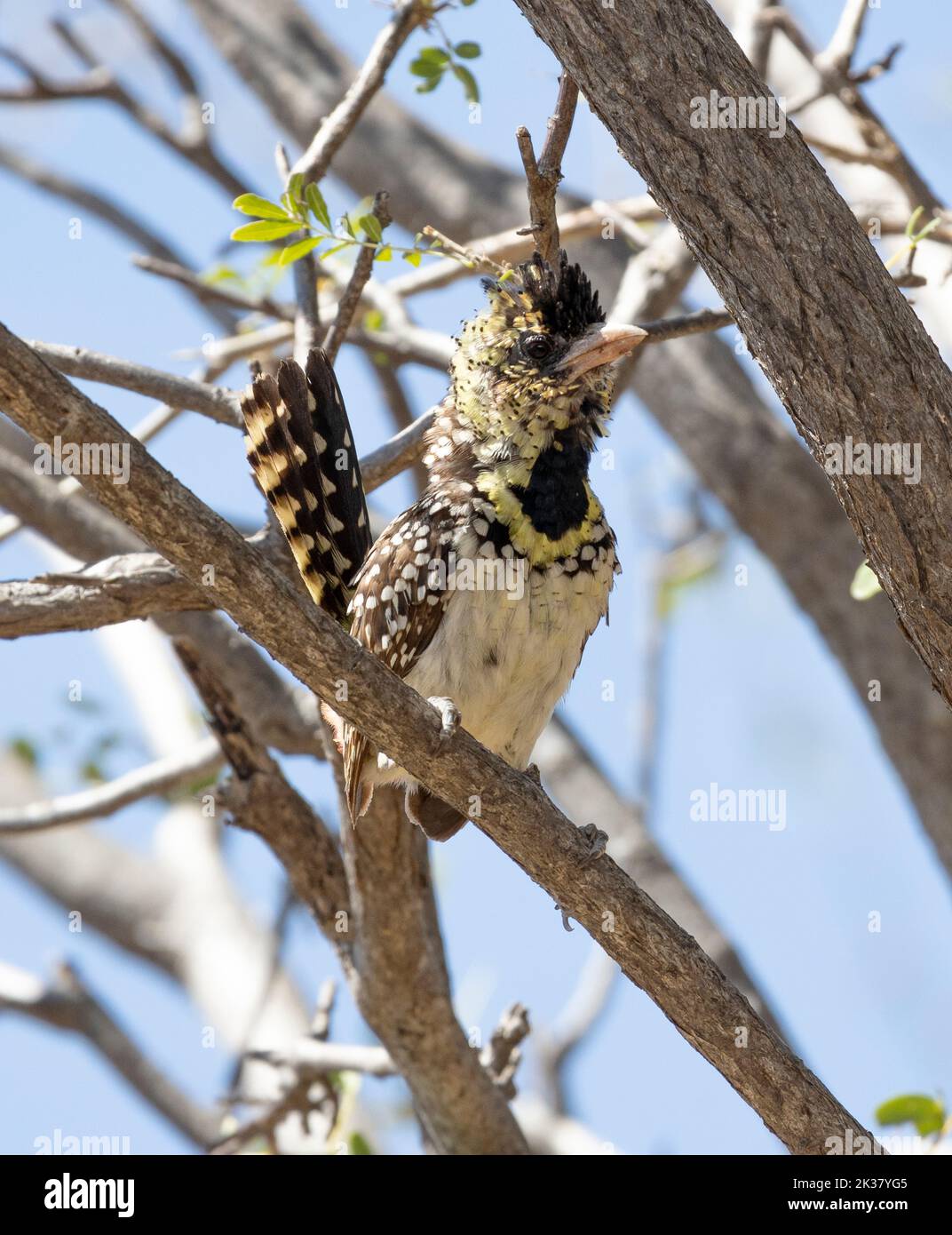 A speckled and spotted ground-dwelling Barbet with a distinct orange vent, the D'Arnaud's Barbet. They give a lively duet call with vigorous bobbing Stock Photo