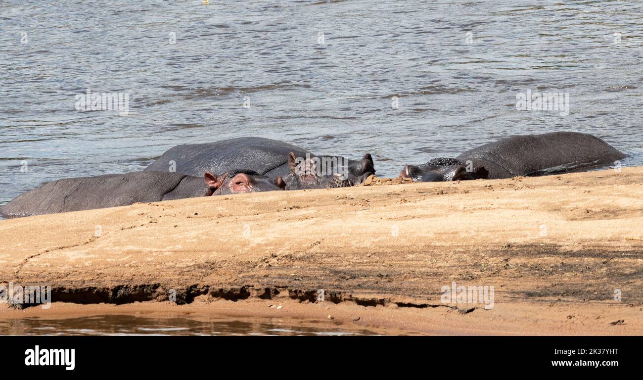 Three Hippo snooze in the sunshine against a sandbank in the Great Ruaha River. With part of their bulk is in the cooling water they will not overheat Stock Photo