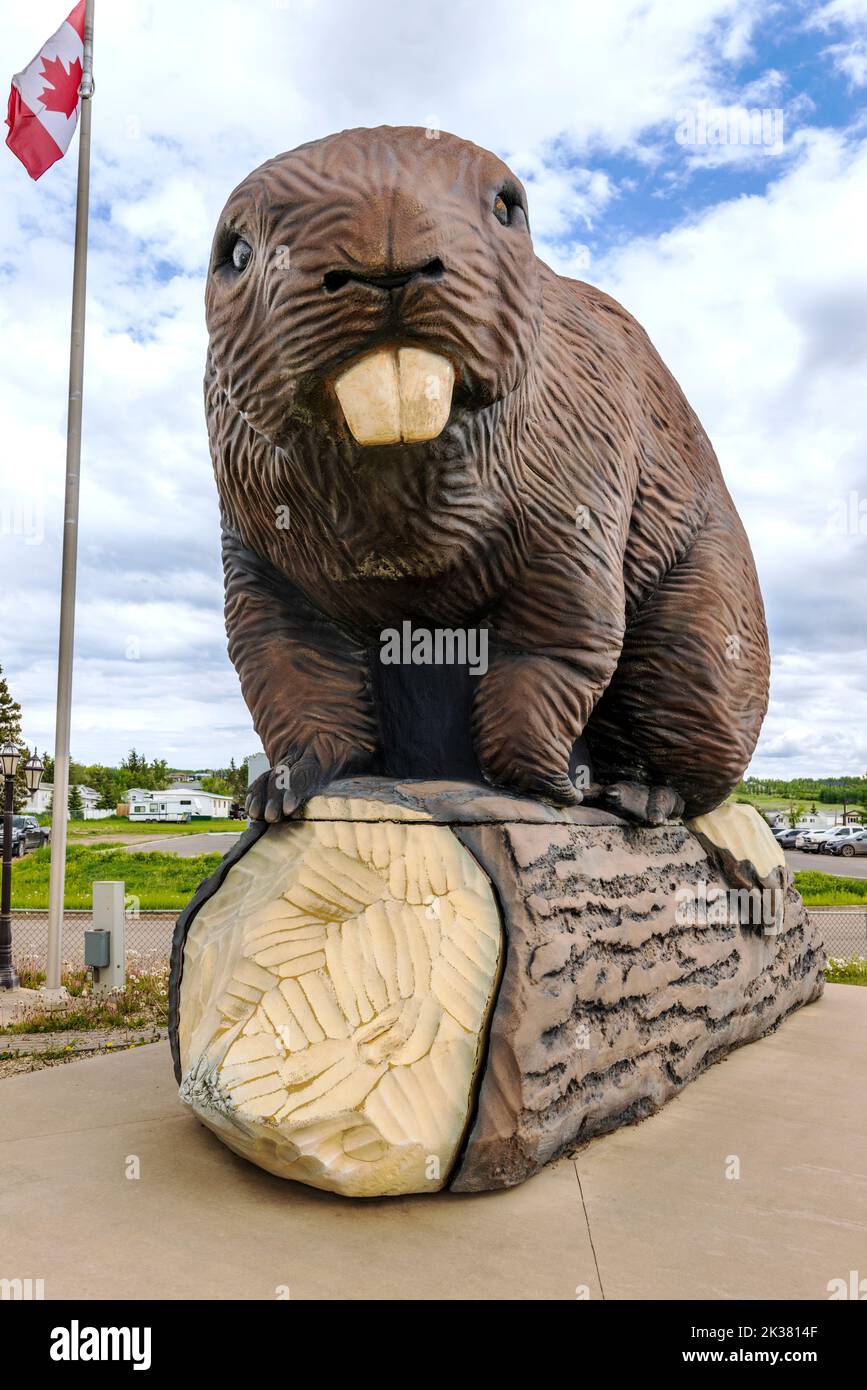 Giant beaver sculpture on display; Beaverlodge; Alberta; Canada Stock