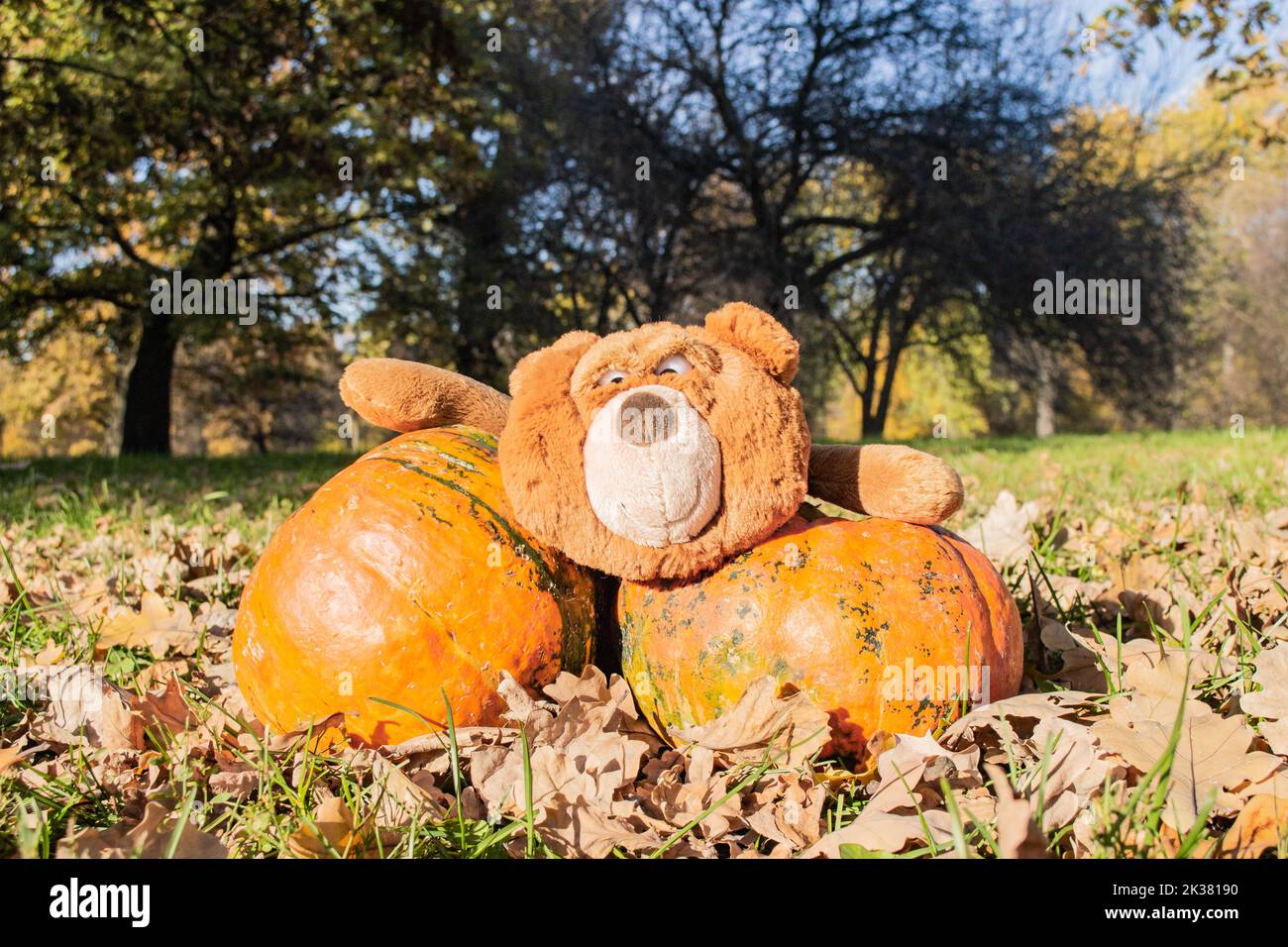 A big brown teddy bear toy with expressive look holds two huge orange pumpkins. Autumn, Halloween and Thanksgiving. Stock Photo