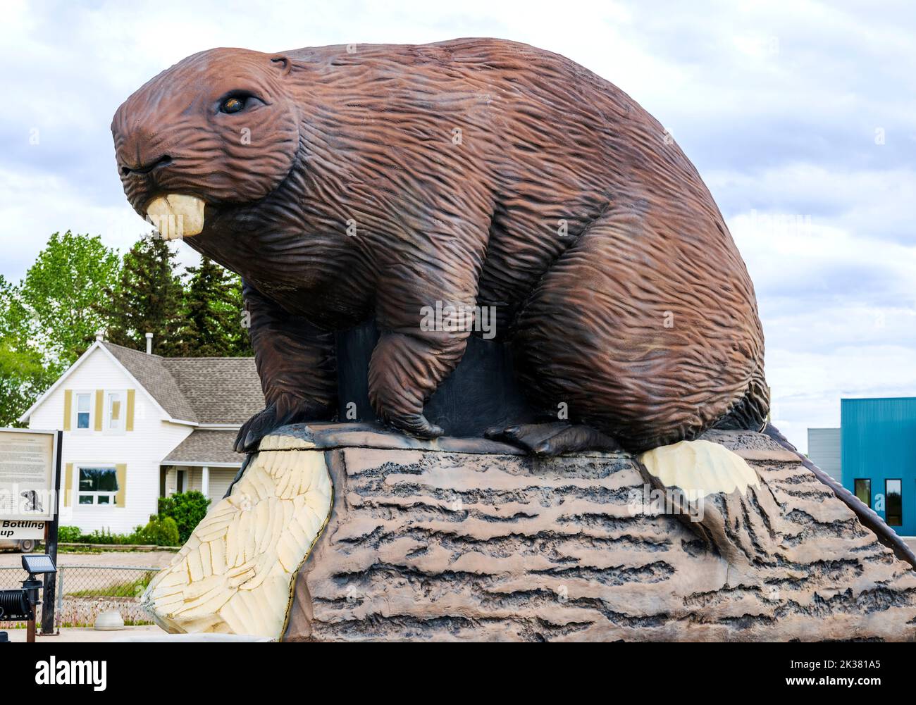 Giant beaver sculpture on display; Beaverlodge; Alberta; Canada Stock