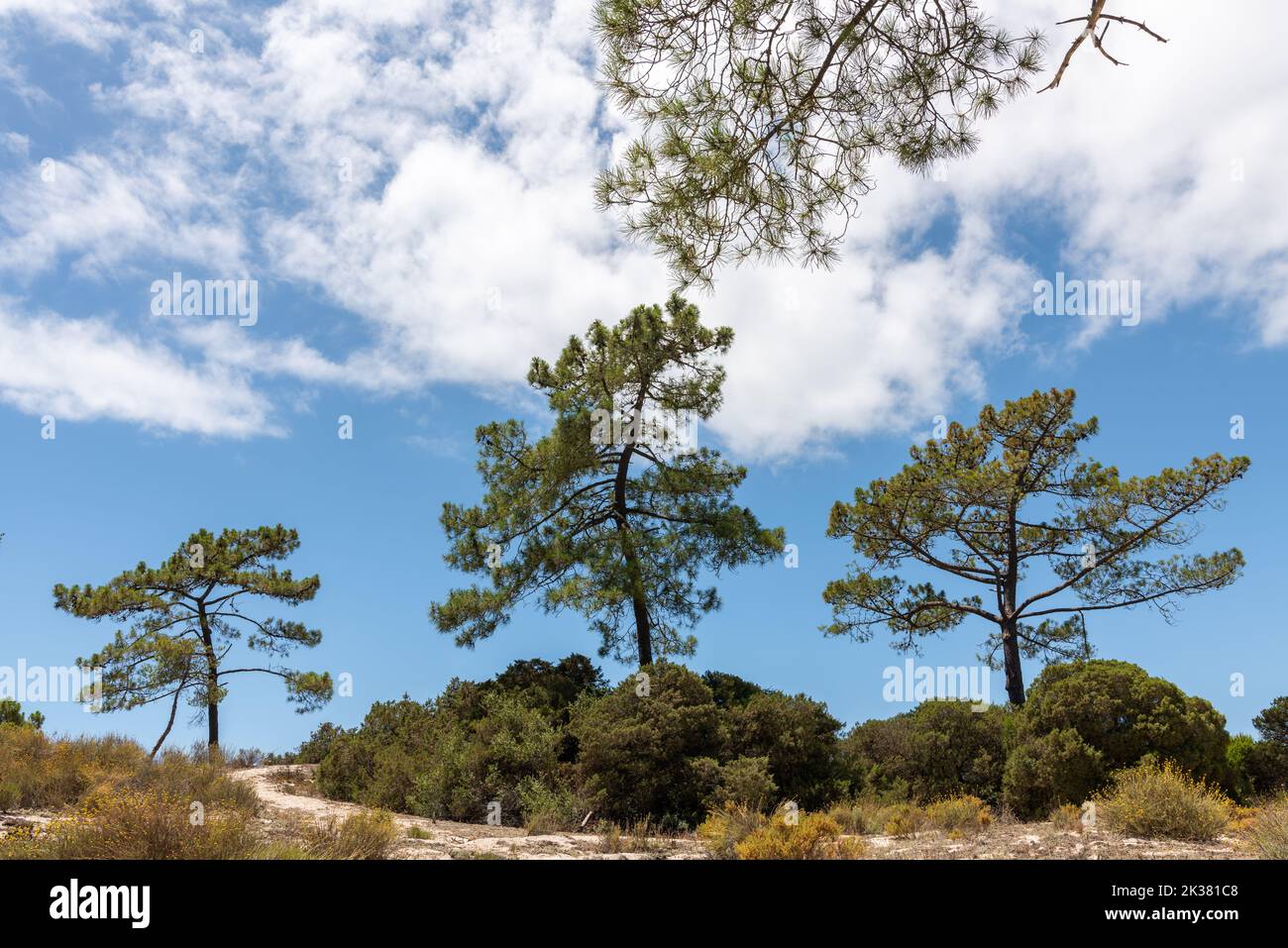 The Sado Estuary Natural Reserve in Comporta in Portugal with green trees and a cloudy sky Stock Photo