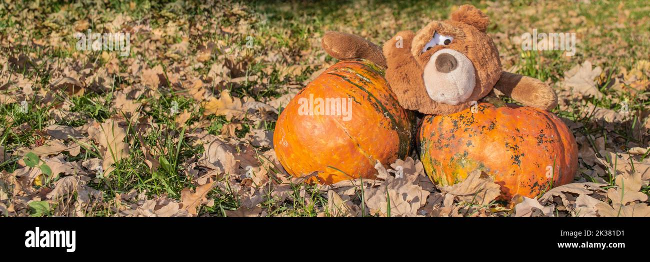 Banner with a big brown teddy bear toy with expressive look holds two huge orange pumpkins. Autumn, Halloween and Thanksgiving. Stock Photo