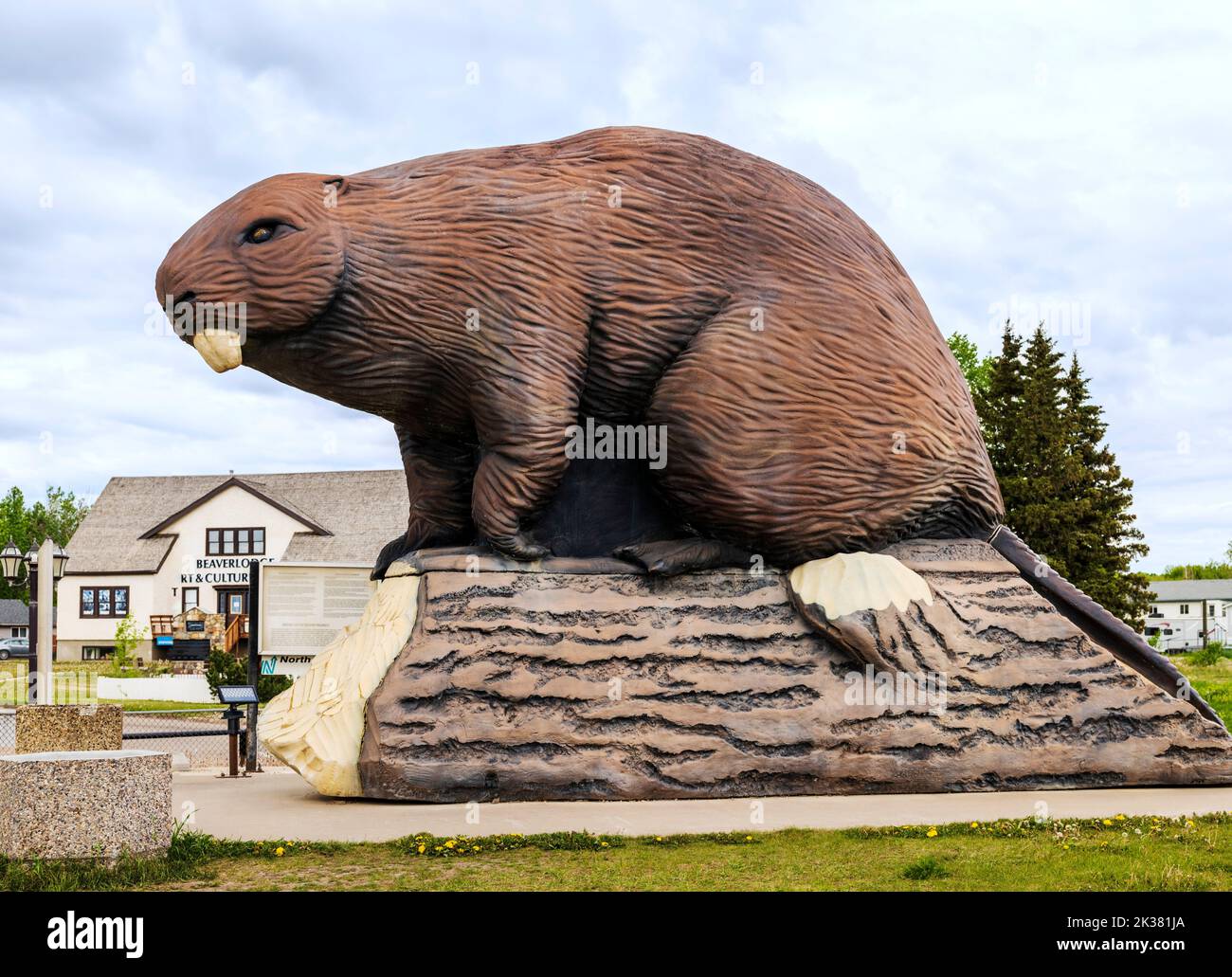 Giant beaver sculpture on display; Beaverlodge; Alberta; Canada Stock