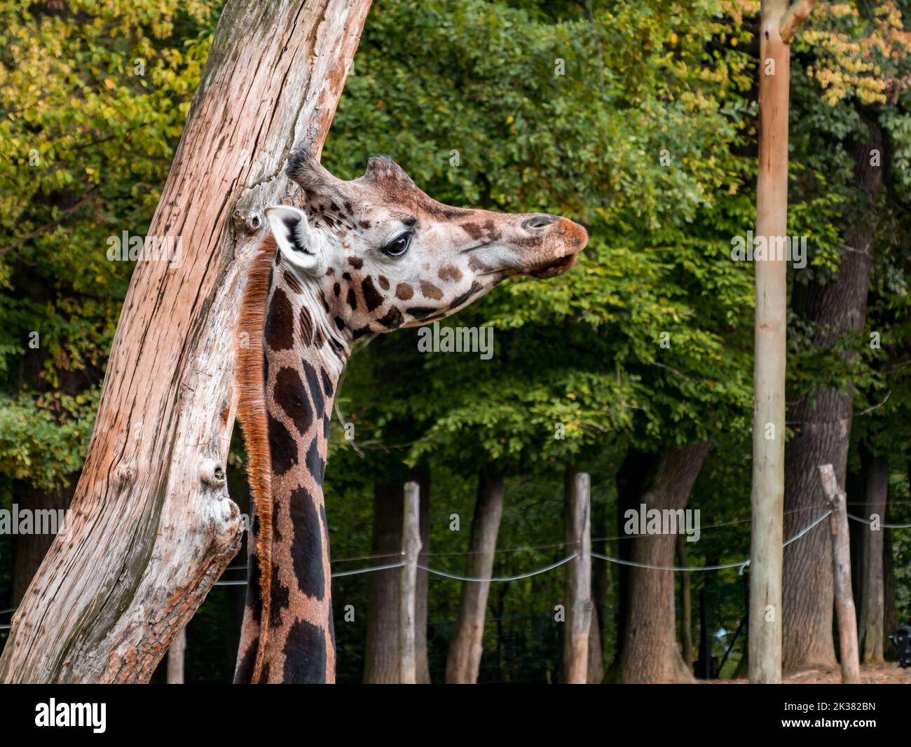 Giraffe and her head looking into the distance in the zoo. Stock Photo