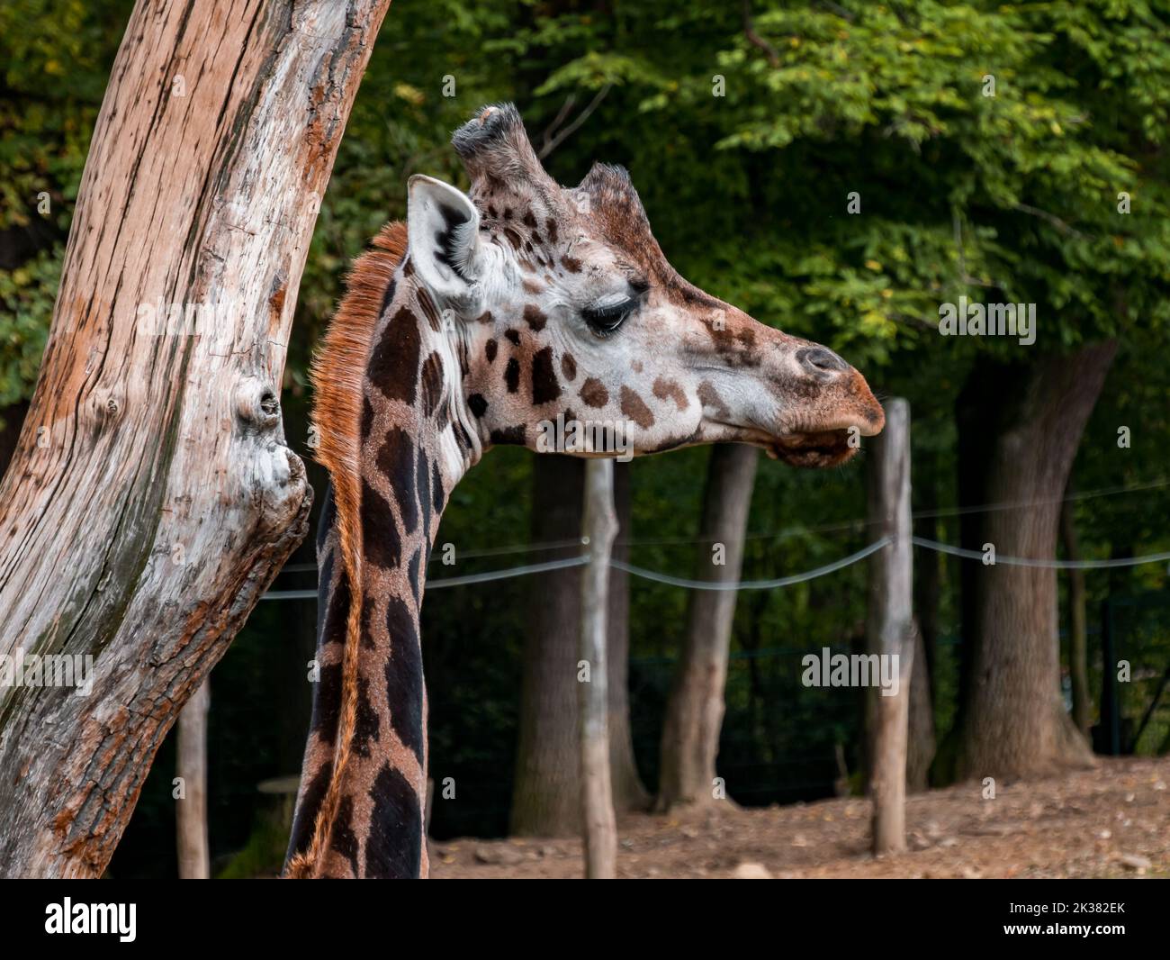Giraffe and her head looking into the distance in the zoo. Stock Photo
