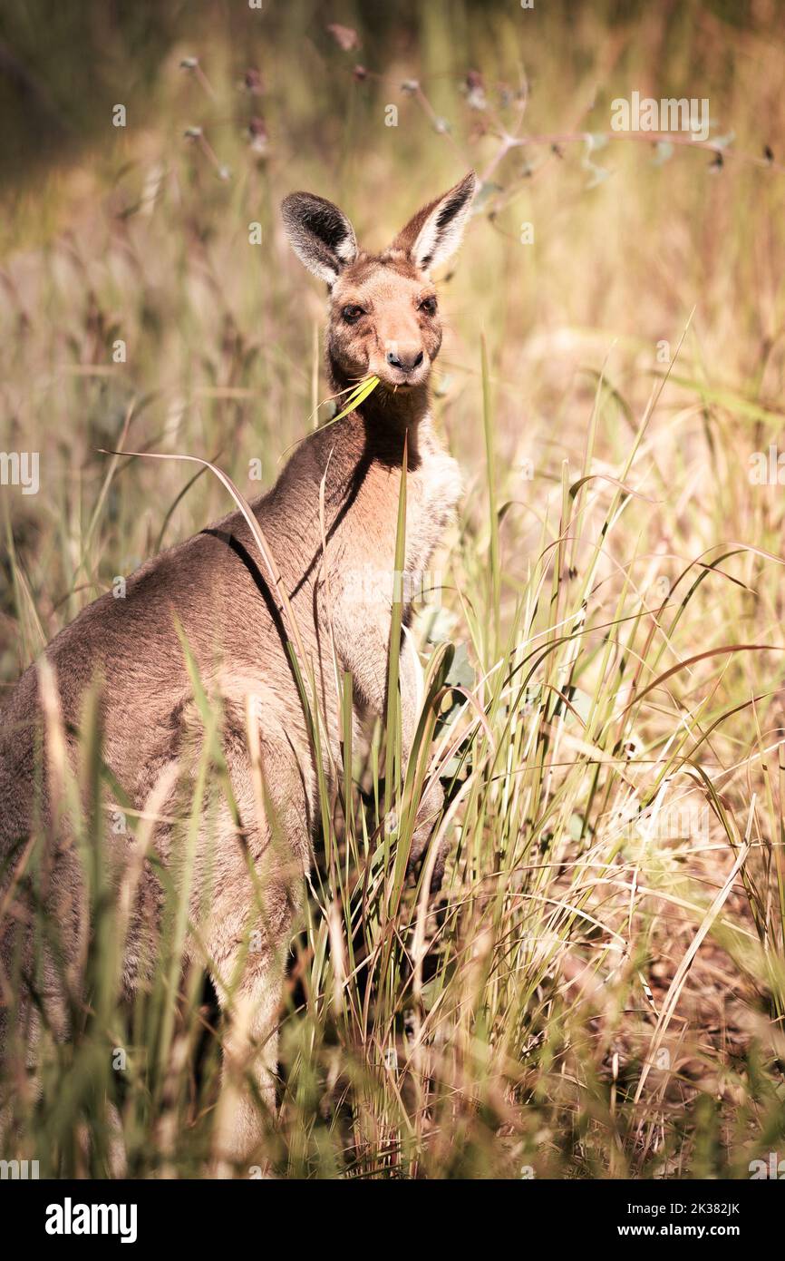 Young kangaroo eating grass in the bush in Australia Stock Photo