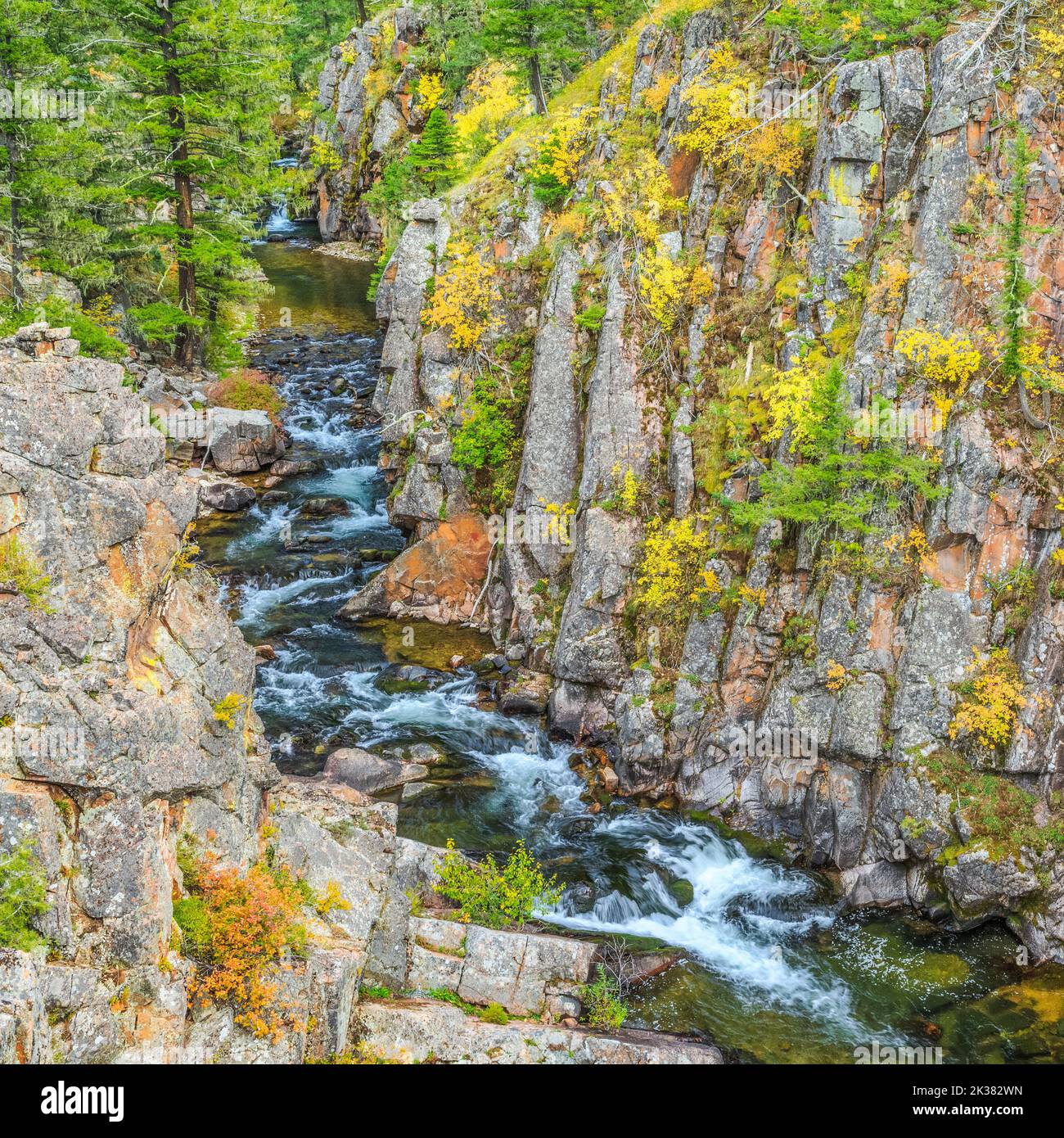 fall colors in a canyon along tenderfoot creek in the little belt mountains near white sulphur springs, montana Stock Photo
