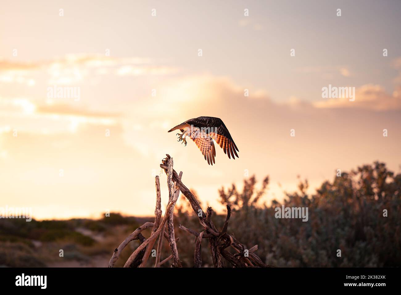 Australian flying bird hi-res stock photography and images - Alamy