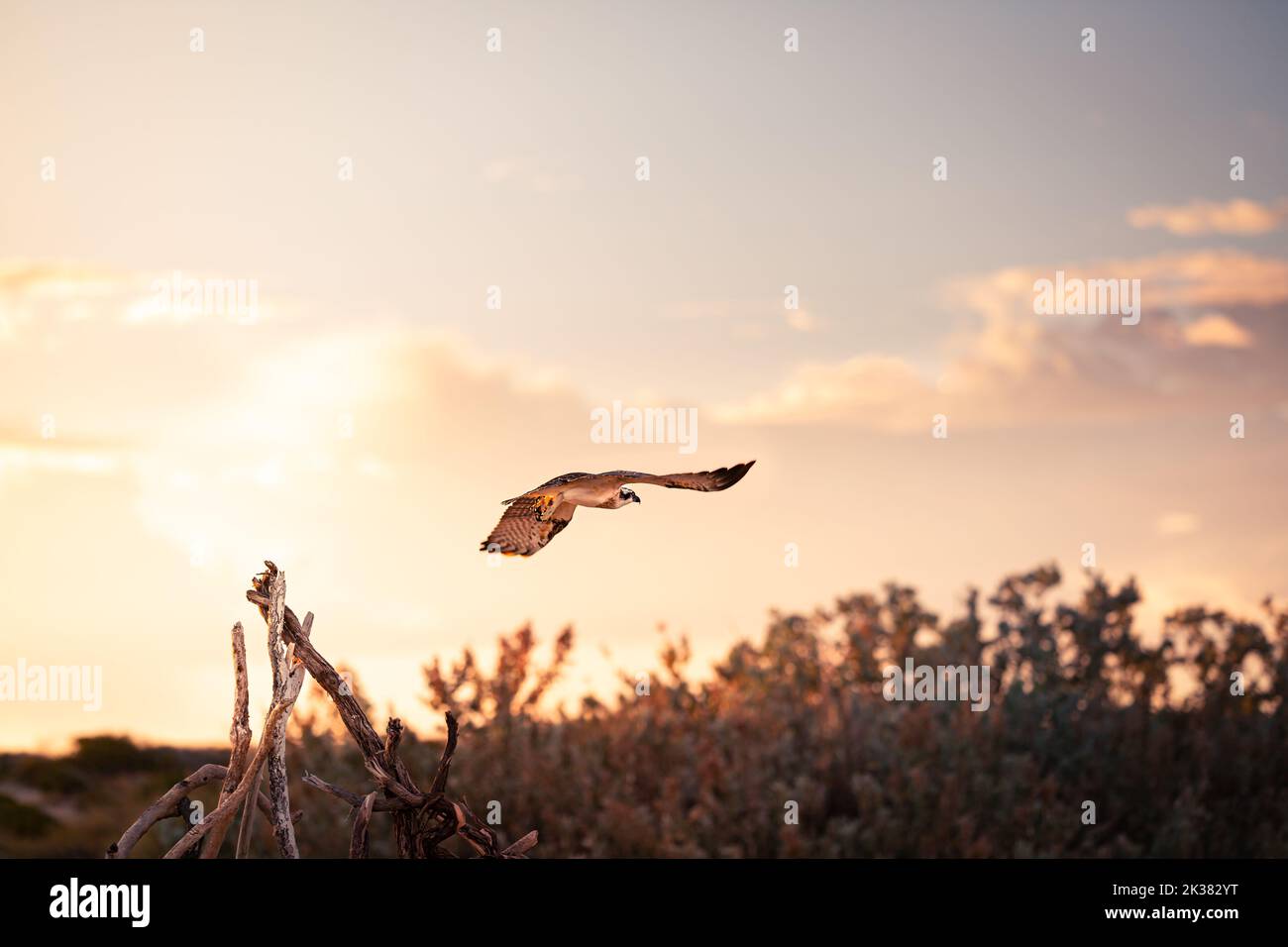 Australian flying bird hi-res stock photography and images - Alamy
