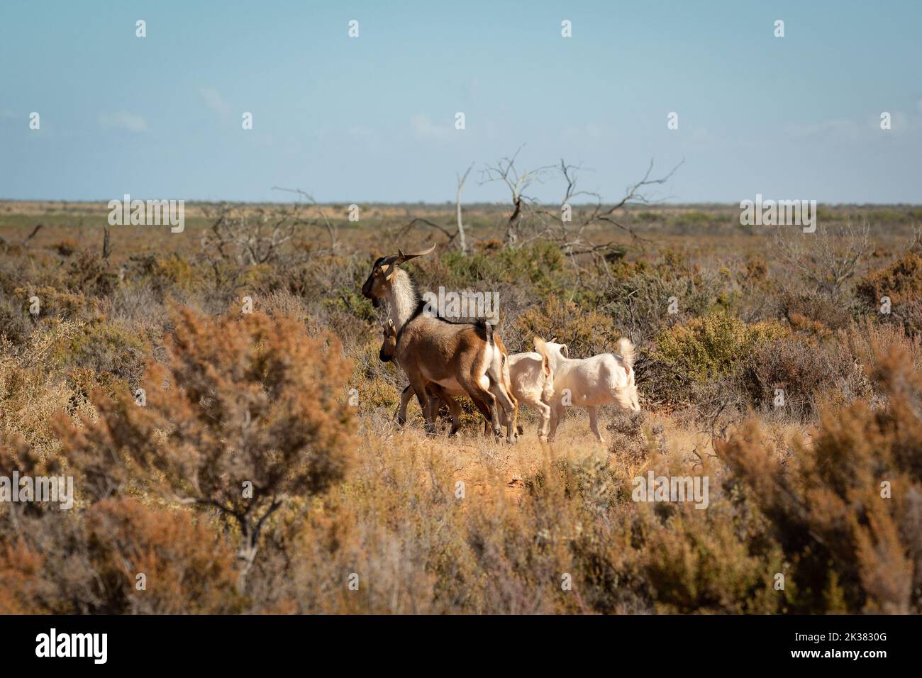 Goats in the australian bush in the Northern Territory, Australia Stock Photo