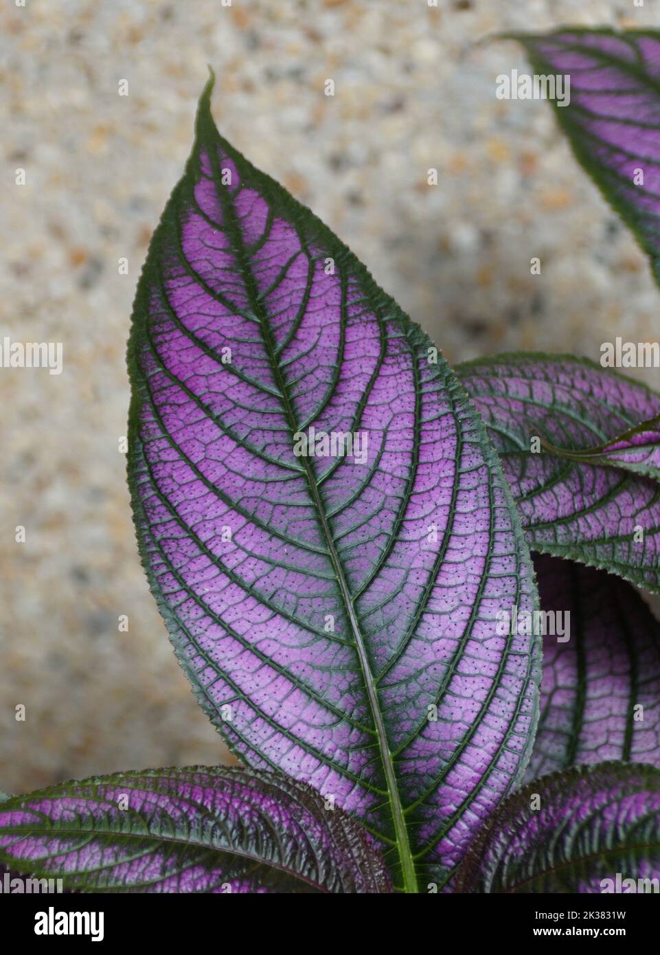 Close up of Persian Shield plant with purple leaf Stock Photo