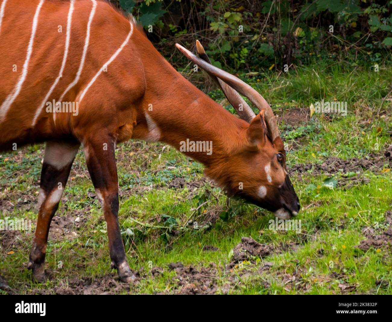 Sitatunga Sitatunga is grazing on the green grass in the zoo Stock Photo - Alamy