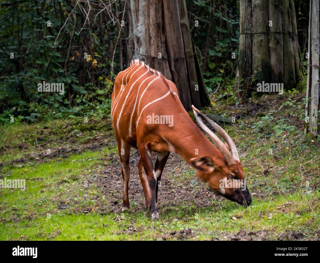 Sitatunga Sitatunga is grazing on the green grass in the zoo Stock Photo - Alamy