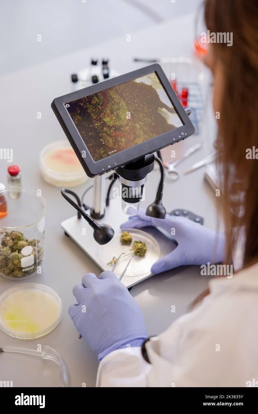 Female scientist examining cannabis under digital microscope Stock Photo